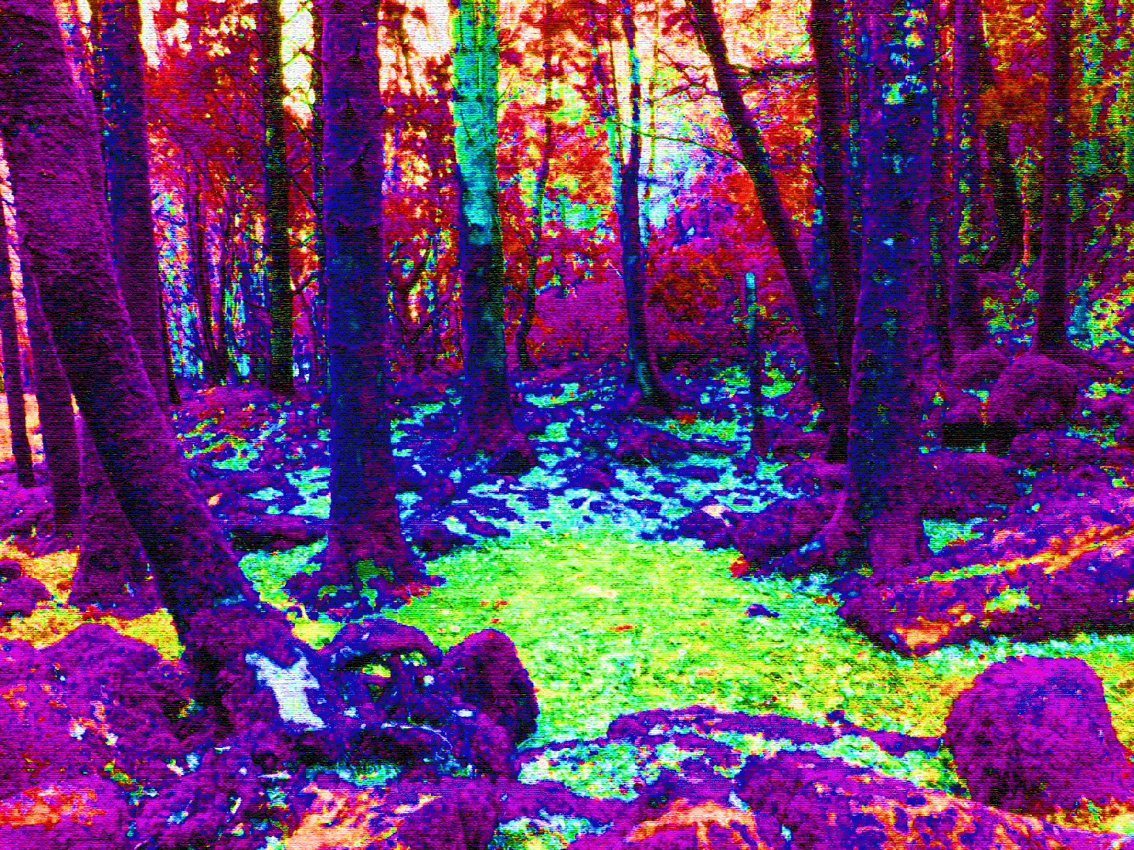 forest_trip_by_thebsoflife-d5g1306.gif