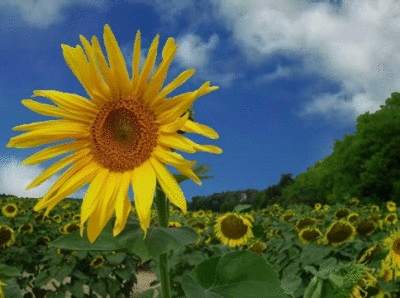 Image result for sunflowers gif