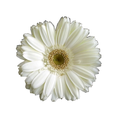 white_flower_cutout_by_jackieinnabox.png