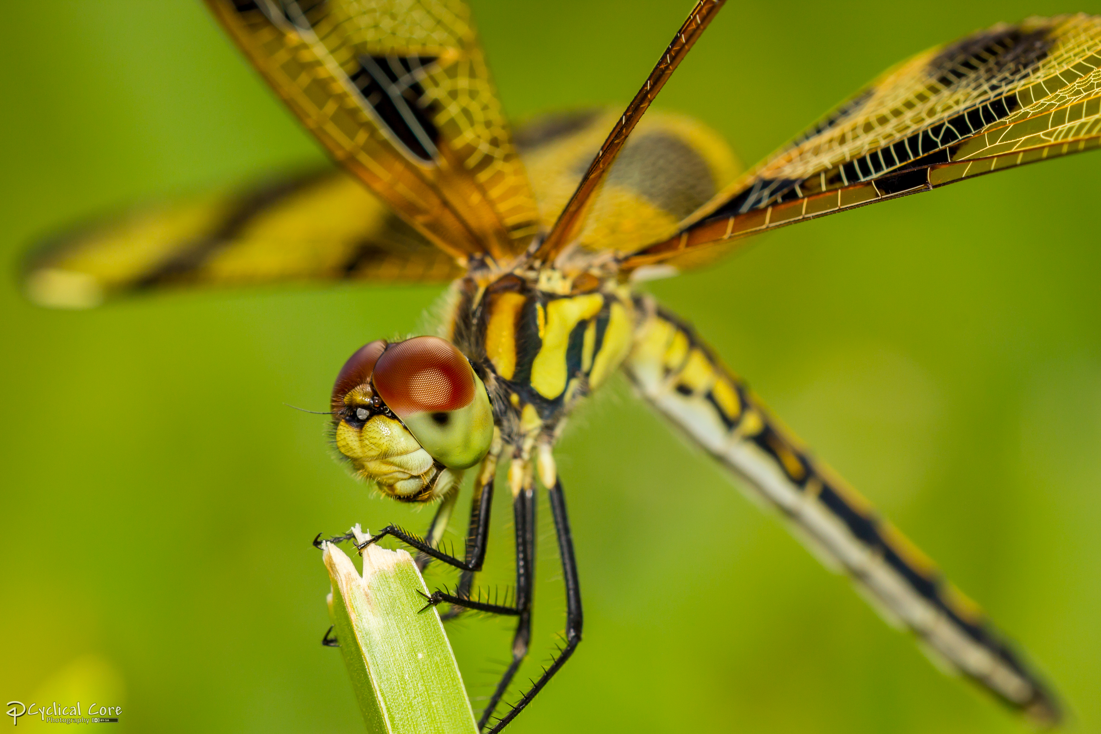 Dragonfly macro cros