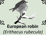 European robin (Erithacus rubecula) by PhotoDragonBird