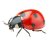 Ladybug icon.2