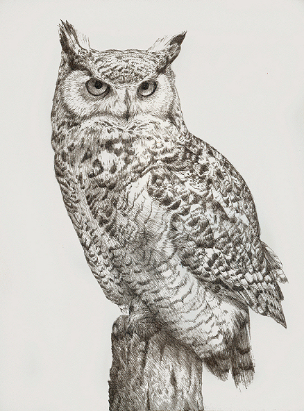 Great Horned Owl by pawtraits on DeviantArt