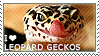 I love Leopard Geckos by WishmasterAlchemist