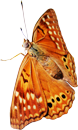 Oranje butterfly 130px by EXOstock