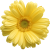 Flower icon.19