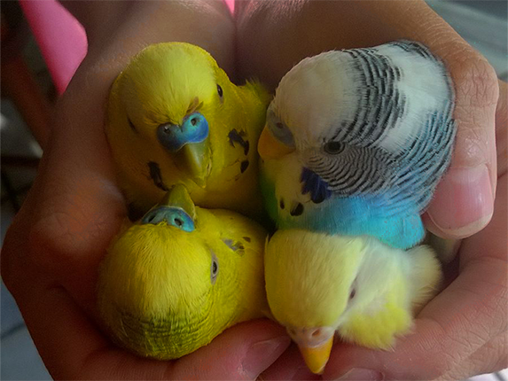 bouquet_of_budgies_by_combo89-d9ich32.pn